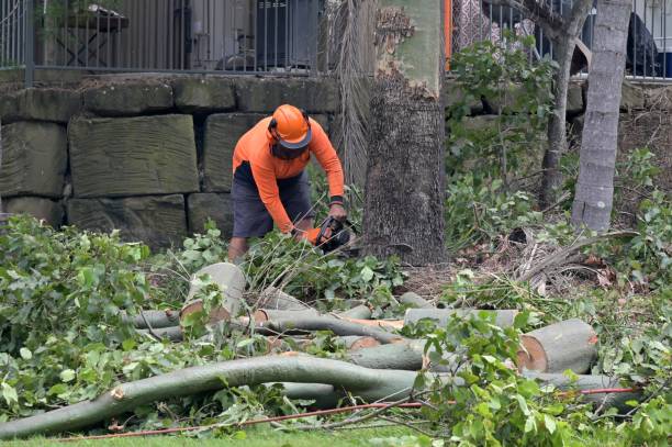 Best Local Tree Services  in Longview Heights, WA